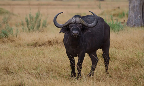 Cape Buffalo