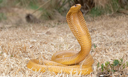 Cape Cobra