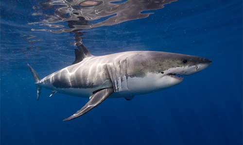 Great White Shark