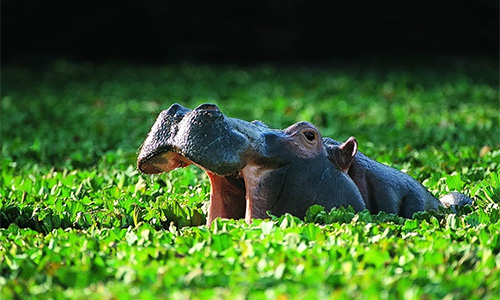 Hippopotamus