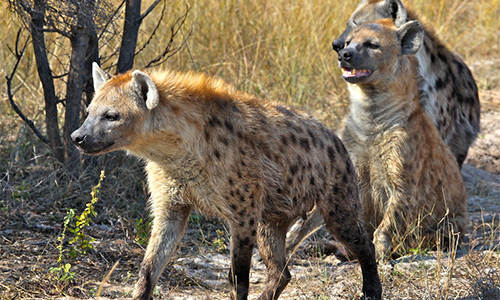 Hyena