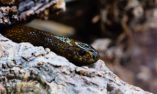 Inland Taipan