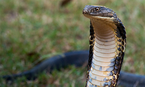 King Cobra