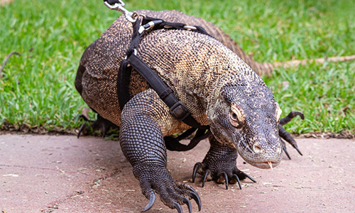 Komodo Dragon