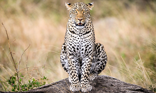 Leopard