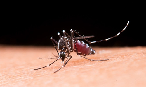 Mosquitoes