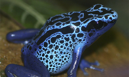 Poison Dart Frog