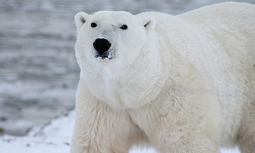 Polar Bear