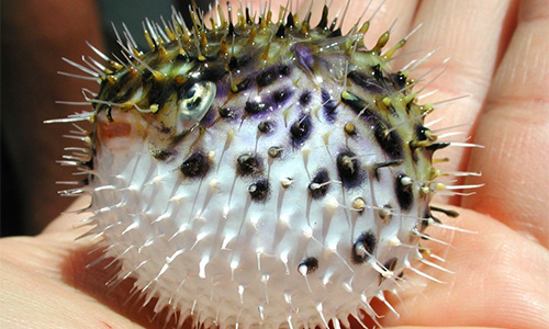 Pufferfish