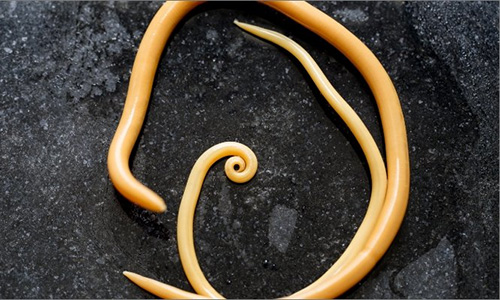 Roundworms