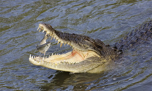 Saltwater Crocodile