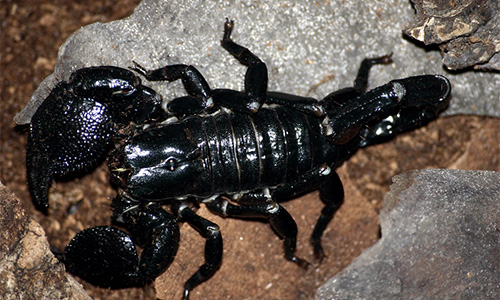 Scorpion