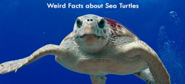 8 Amazing Facts About Sea Turtles Explained!