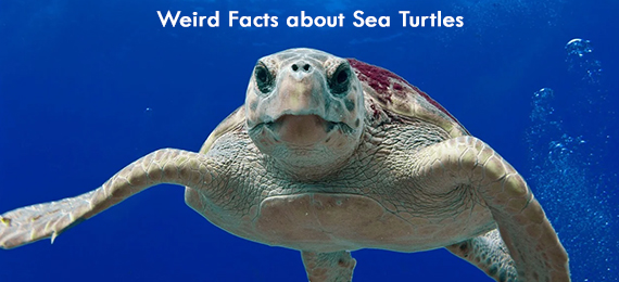 8 Amazing Facts About Sea Turtles Explained!