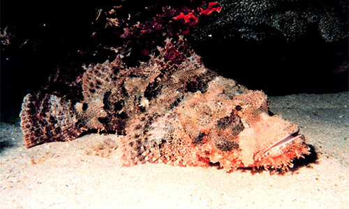 Stonefish