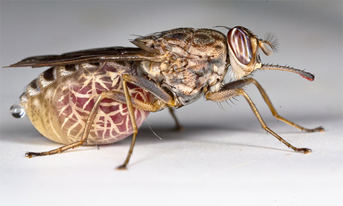 Tsetse Fly