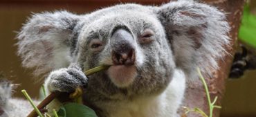 Why Are Koala Fingerprints the Same as Humans?
