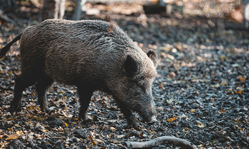 Wild Boar