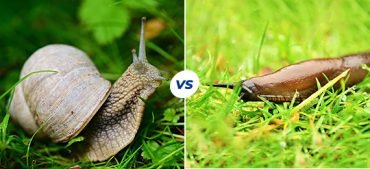 How Are Slugs and Snails Different?