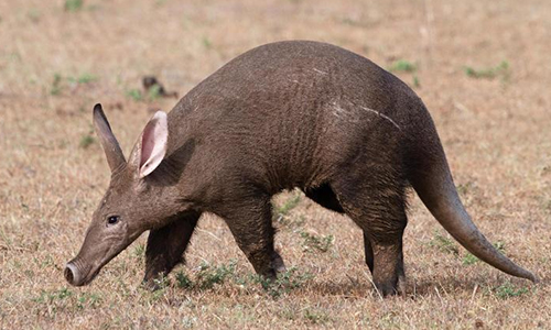 Aardvark-Tunnels-Benefit-Other-Animals