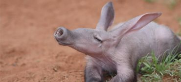 Fascinating Fact About Aardvark
