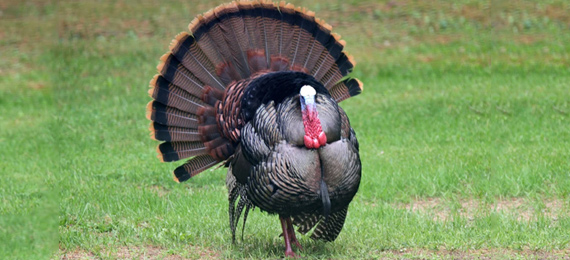 Fascinating Facts About Turkey Bird