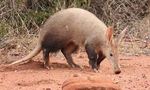 Aardvarks-Have-No-Teeth-Enamel