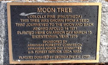 Moon Tree