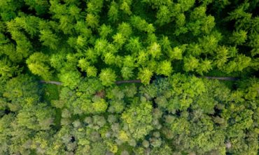 Earth's Green Wealth