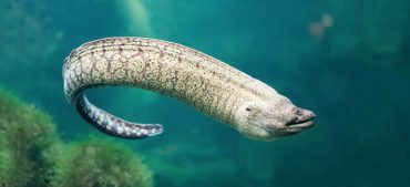 Fascinating facts about Eels.