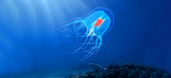 Everything You Need to Know About Immortal Jellyfish