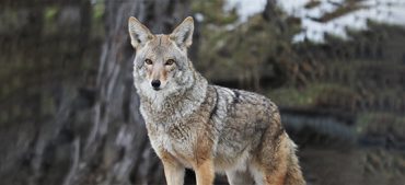 All You Need To Know About Coyotes