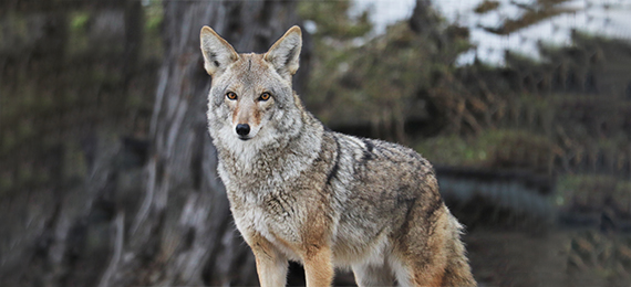 Interesting facts on Coyotes