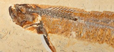 Everything You Should Know About the Oldest Fish Fossil Ever Found