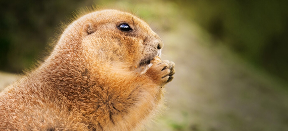 About Groundhogs