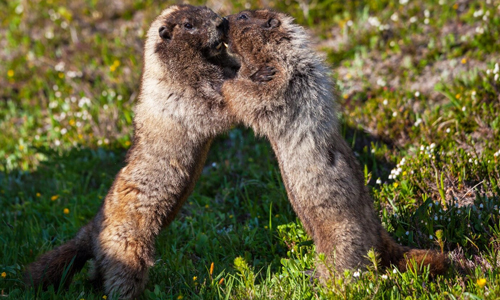 Groundhogs Facts