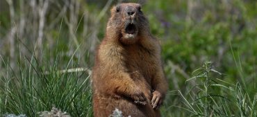 Everything You Need to Know About Groundhogs, the Little Weather Predictors