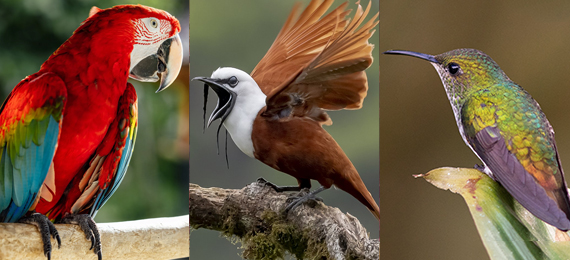 Best Birding Spots in the World