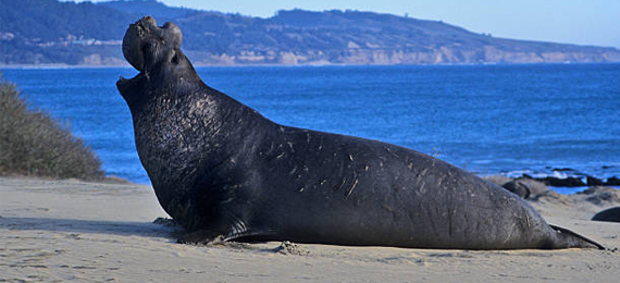 Elephant Seals: Fun Facts, Sleep Spiral, and More