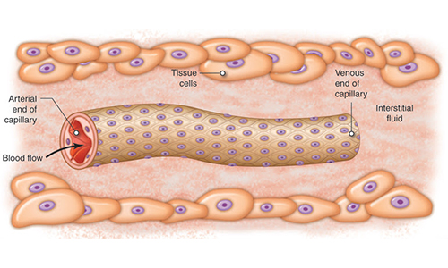 What are the other largest parts of the human body?