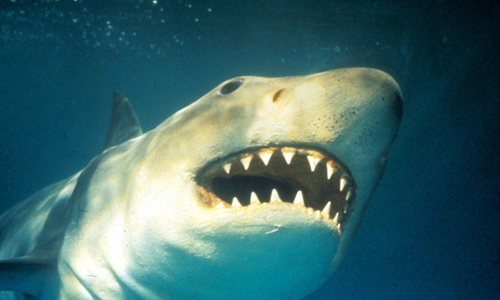 The-Shark