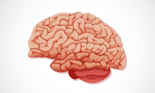 What are the other largest parts of the human body