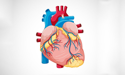 What are the other largest parts of the human body