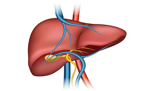 Which is the Largest Internal Organ