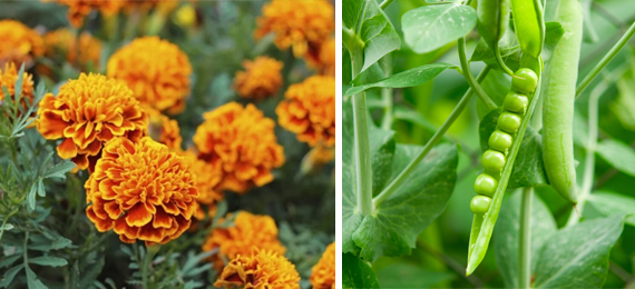 What to Plant in August to Keep Your Garden Growing through Fall?