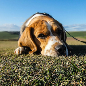 Beagle