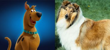 Discover the Legacy of Beloved TV Pets