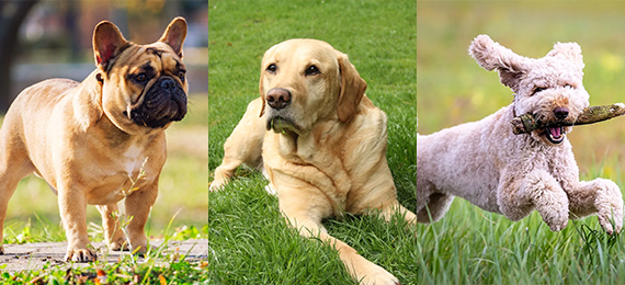 Can you Find the Most Popular Dog Breed?