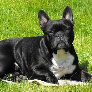 French Bulldog