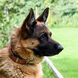 German Shepherd
